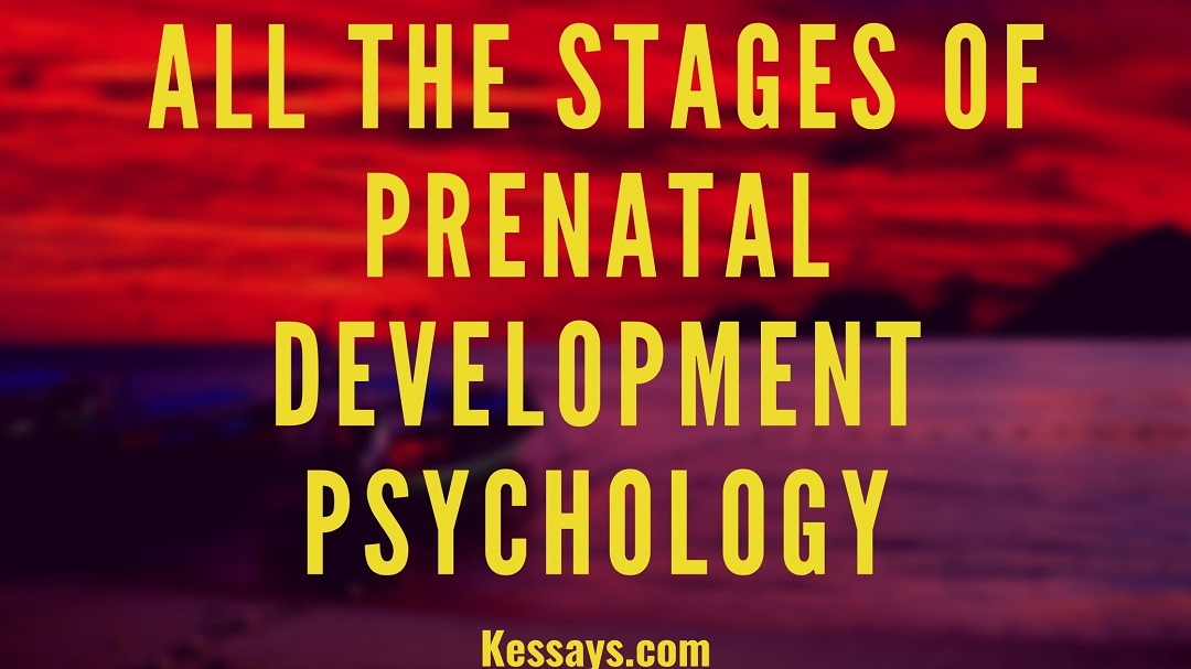 Prenatal Development Psychology