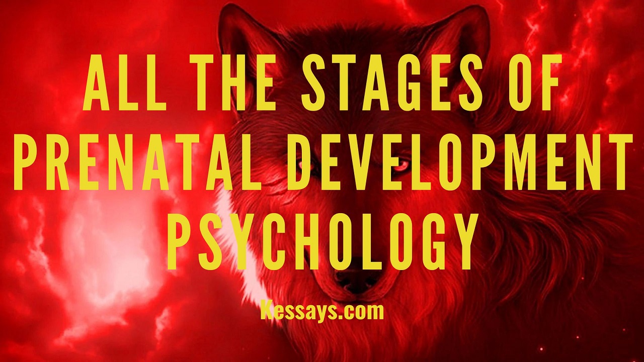 All the Stages of Prenatal Development Psychology